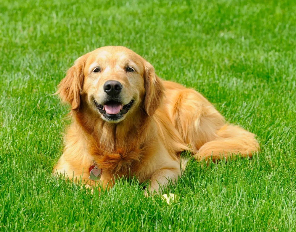 🔥Last Day Promotion 49% OFF🔥🌱2026 Evergreen Dwarf Grass Seed for Four Seasons